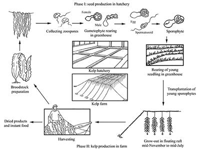 The Environmental Risks Associated With the Development of Seaweed Farming in Europe - Prioritizing Key Knowledge Gaps